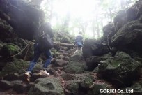 樹海ネイチャーツアー