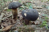 樹海ネイチャーツアー