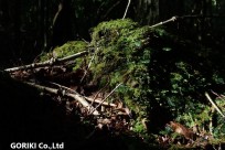 樹海ネイチャーツアー