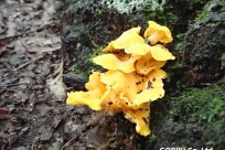 樹海ネイチャーツアー