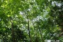 樹海ネイチャーツアー