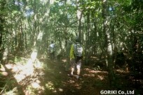 樹海ネイチャーツアー