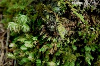 樹海ネイチャーツアー