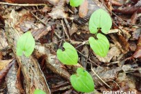 樹海ネイチャーツアー
