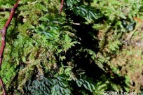 樹海ネイチャーツアー