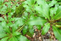 樹海ネイチャーツアー