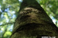 樹海ネイチャーツアー