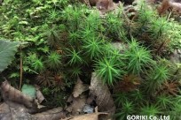 樹海ネイチャーツアー