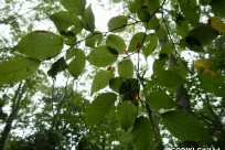 樹海ネイチャーツアー