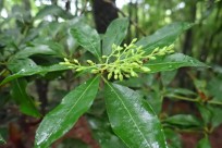 樹海ネイチャーツアー