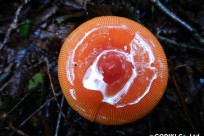 樹海ネイチャーツアー