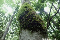 樹海ネイチャーツアー