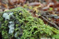 樹海ネイチャーツアー