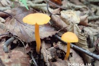 樹海ネイチャーツアー