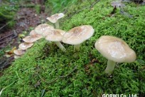 樹海ネイチャーツアー