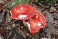 樹海ネイチャーツアー