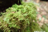 樹海ネイチャーツアー