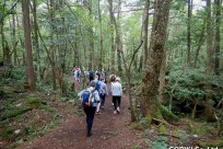 特別樹海ネイチャーツアー(㈱日本旅行国際事業部:イギリス、オーストラリア、ニュージーランドのゲストの皆様）