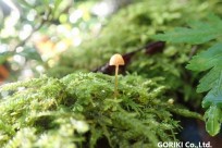 樹海ネイチャーツアー