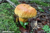 樹海ネイチャーツアー