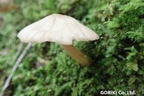 樹海ネイチャーツアー