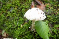 樹海ネイチャーツアー