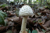 樹海ネイチャーツアー