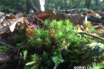 樹海ネイチャーツアー