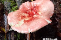 樹海ネイチャーツアー