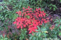 樹海ネイチャーツアー