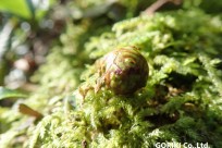 樹海ネイチャーツアー