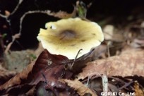 樹海ネイチャーツアー