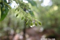 樹海ネイチャーツアー