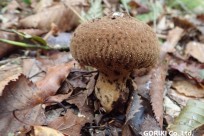 樹海ネイチャーツアー