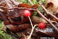 樹海ネイチャーツアー