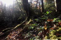 樹海ネイチャーツアー