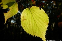 樹海ネイチャーツアー