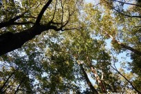 樹海ネイチャーツアー