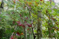 樹海ネイチャーツアー