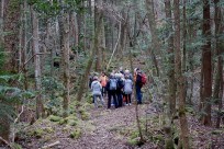 特別樹海ネイチャーツアー(㈱日本旅行国際事業部:イギリス、オーストラリア、ニュージーランドのゲストの皆様）