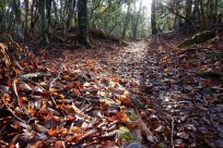 樹海ネイチャーツアー