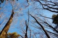 樹海ネイチャーツアー