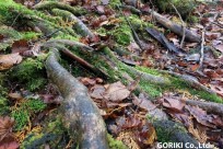 樹海ネイチャーツアー