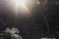 樹海ネイチャーツアー