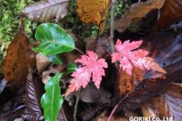 樹海ネイチャーツアー