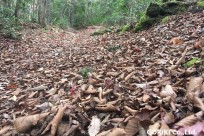 樹海ネイチャーツアー
