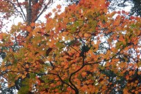 樹海ネイチャーツアー