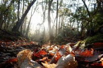 樹海ネイチャーツアー