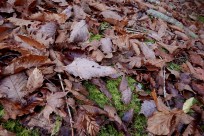 樹海ネイチャーツアー