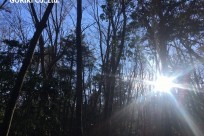 樹海ネイチャーツアー